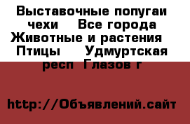 Выставочные попугаи чехи  - Все города Животные и растения » Птицы   . Удмуртская респ.,Глазов г.